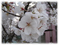 ���줤�ʺ��Ǥ� 