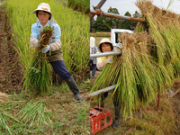 äƤΰϥ«͡ϤݤŷǴޤ