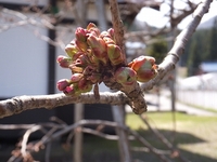 ���ο��Ҥκ��Ϥޤ��Ĥܤߡ� 