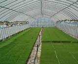 �����ĥϥ����� 