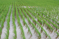 ����ο��ĥǥӥ塼�� 