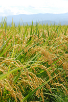 �𴢤�Ϥ⤦���� 