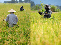 ɣȴ���ʤ����̤��� 