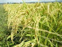 �⤦����������Ǥ��� 