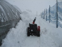 ����ʤ˹ߤ�ʤ�ơ����� 