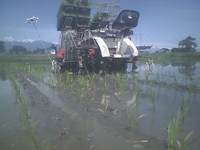 ̵ǽȤ³˶Ĥ򿢤üĿ