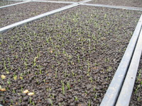 ��ޤ������ޤ����� 