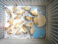 �����ˡ�Υ��� 