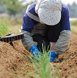 ��ǫ�ˡ��ܿ����Ƥ����ޤ� 