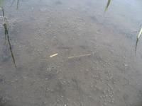 �Ĥ�ܤΥߥ����ޥ��ꡣ�狼�롩 