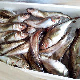 �ߤ�̣�Хϥ��ϥ� 