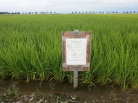 �ú��Ƥδ��� 