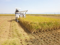 �𴢤�Ϥ�ޤ����� 