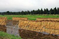 �֤Ϥ��������������Ѥ��Ƥ���ޤ����� 