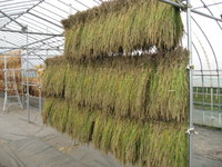 ���Ƽ������� 