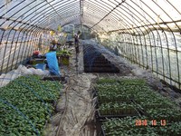 ���ܤ����ġʺ�¦�˥��奦���ġʱ�¦�� 