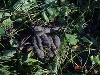 ����Ω�ƤΤ��Ĥް� 