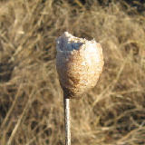 ���ޥ�����񡢺�ǯ�����¿���� 