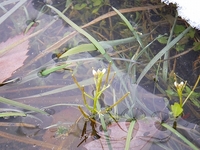 �����ʤäƤ��鿭�Ӥ���������ã�� 