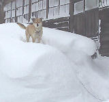 �ޤ��ޤ����� 