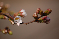 ���ᥤ�襷�γ��� 