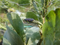 ���줳���������������� 