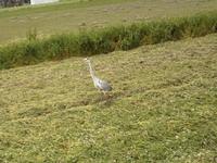 �Ĥܤ��𤬿��Ӥ��Τǡ��ȥ饯���ݤ��ݤ��ޤ����� 