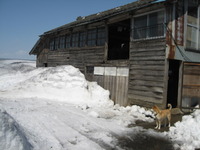 4��ΤϤ��ᡢ�ޤ��㤬���äѤ��� 