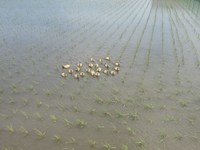 ������ĥǥҥ塼 