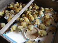 ������������Ǥ��� 