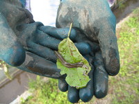 �Ĥ�ܤΥɥ��祦�Ǥ��� 