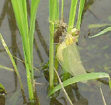 �ȥ�ܤ������������ 