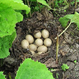 �Ĥηͤ˳����� 