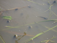 �Ĥ�ܤΥ����ޥ��㥯�� 