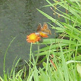 �ͤβ֤�ĳ�� 