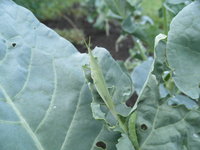 �Хå������ 