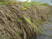 �𴢤�Ϥޤ�ޤ����� 