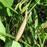 ����˥��ޥ��� 