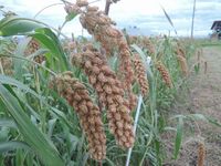 �������Ȫ 