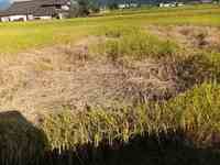 ���󤫤��ﳲ 