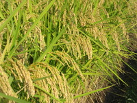 ��̣������פ��ʡ� 