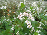 �����β� 