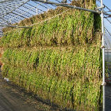 ���Ƥ�ŷ������ 