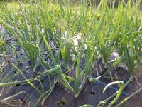 �����֤��礭���ʤ�ޤ��� 