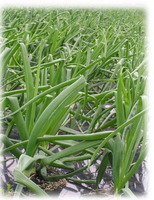 �̤ͤ���������������ݤ���� 