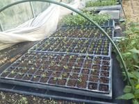 ���ĥϥ������Ȥ����� 