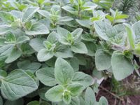 �ա�������Ф������Ƥ��ޤ����� 