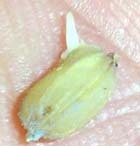 �����ҥ���μ�Ǥ����򤯽ФƤ���Τ���Ǥ�����򣳣��٤Τ���ǣ����Ȥ��Ȳ�ǽФƤ��ޤ��� 