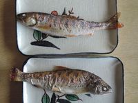 �ͤ줿�Ƥ�������������ޤ����� 