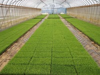 �ޤ�ʤ��Ŀ����Ǥ� 